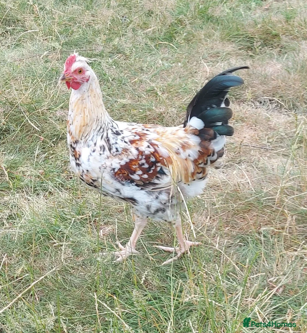 Chickens poultry for sale: Free cockeral - Advert 1