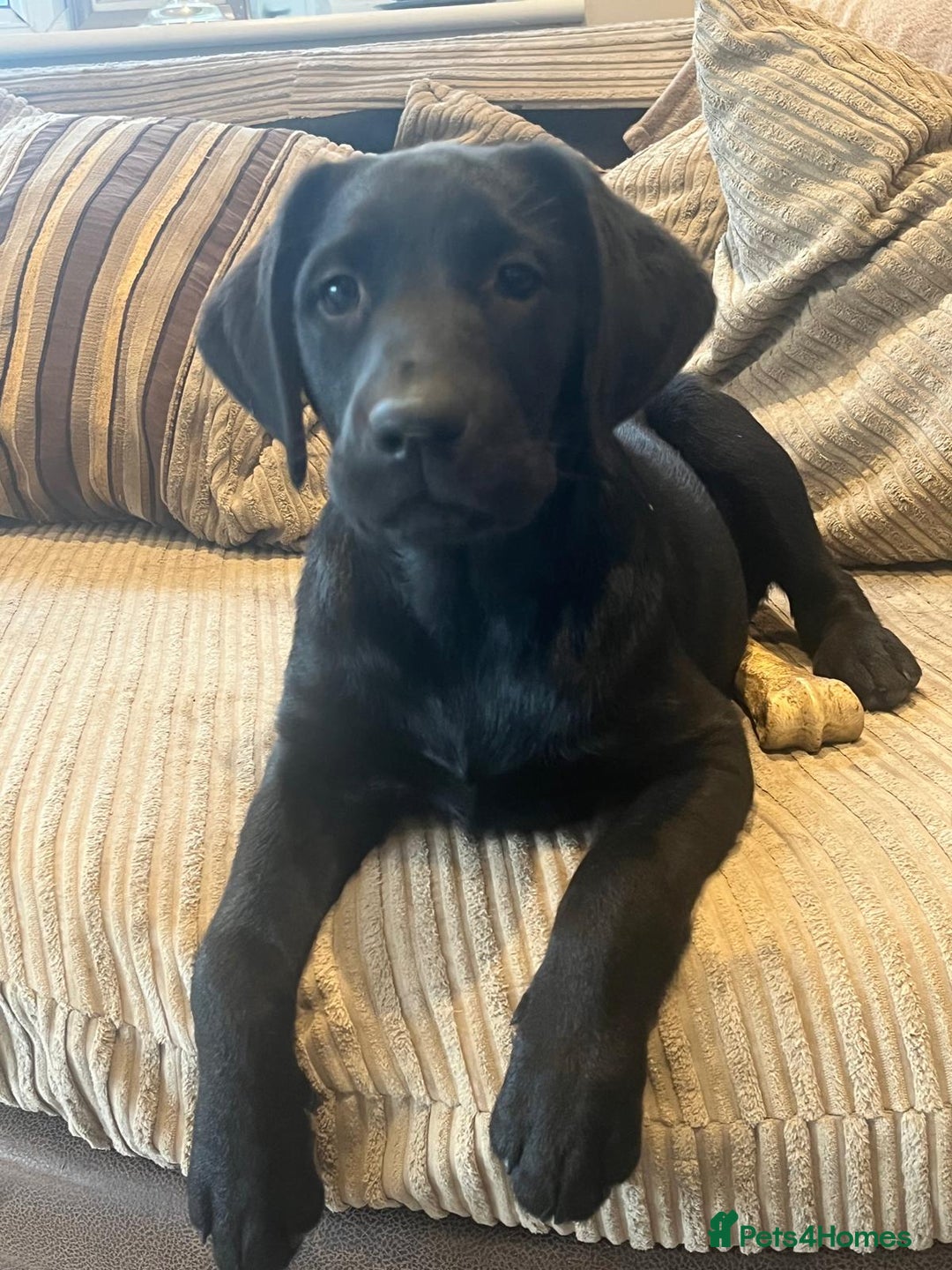 Labrador Retriever dogs for sale: Two Beautiful Labrador girls - Advert 1