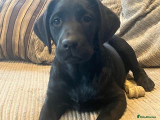 Labrador Retriever dogs Two Beautiful Labrador girls - Advert 2