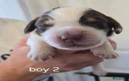 Sprocker dogs for sale: Beautiful sprocker spaniel puppies (5 left) - Image 6