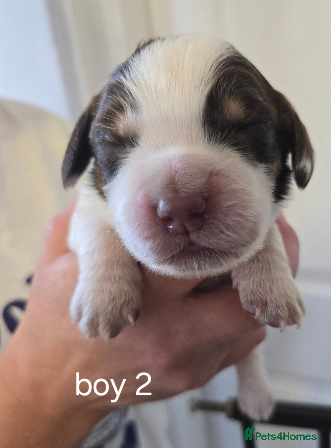 Sprocker dogs for sale: Beautiful sprocker spaniel puppies (5 left) - Image 6