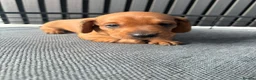 Miniature Dachshund dogs for sale: BEAUTIFUL MINIATURE DACHSHUND  - Advert 13