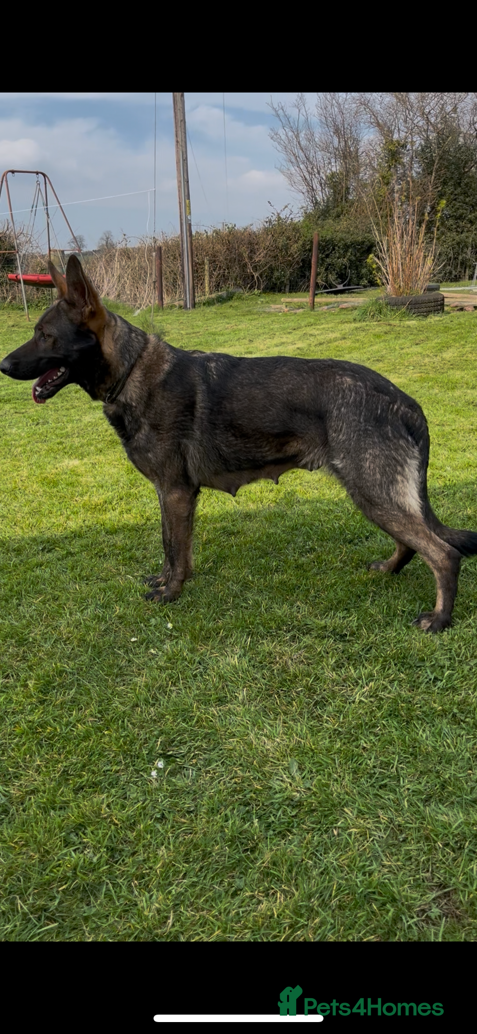 German Shepherd dogs German shepherd puppies - Advert 3