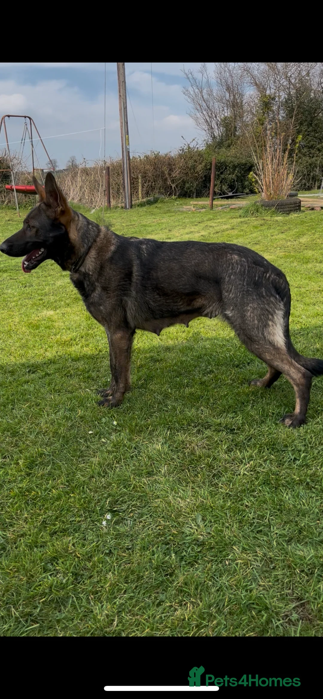 German Shepherd dogs for sale: German shepherd puppies - Advert 1