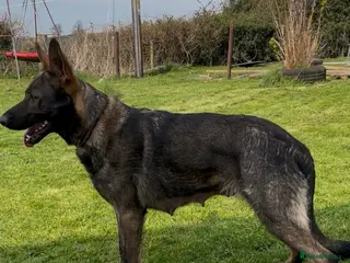 German Shepherd dogs German shepherd puppies - Advert 3