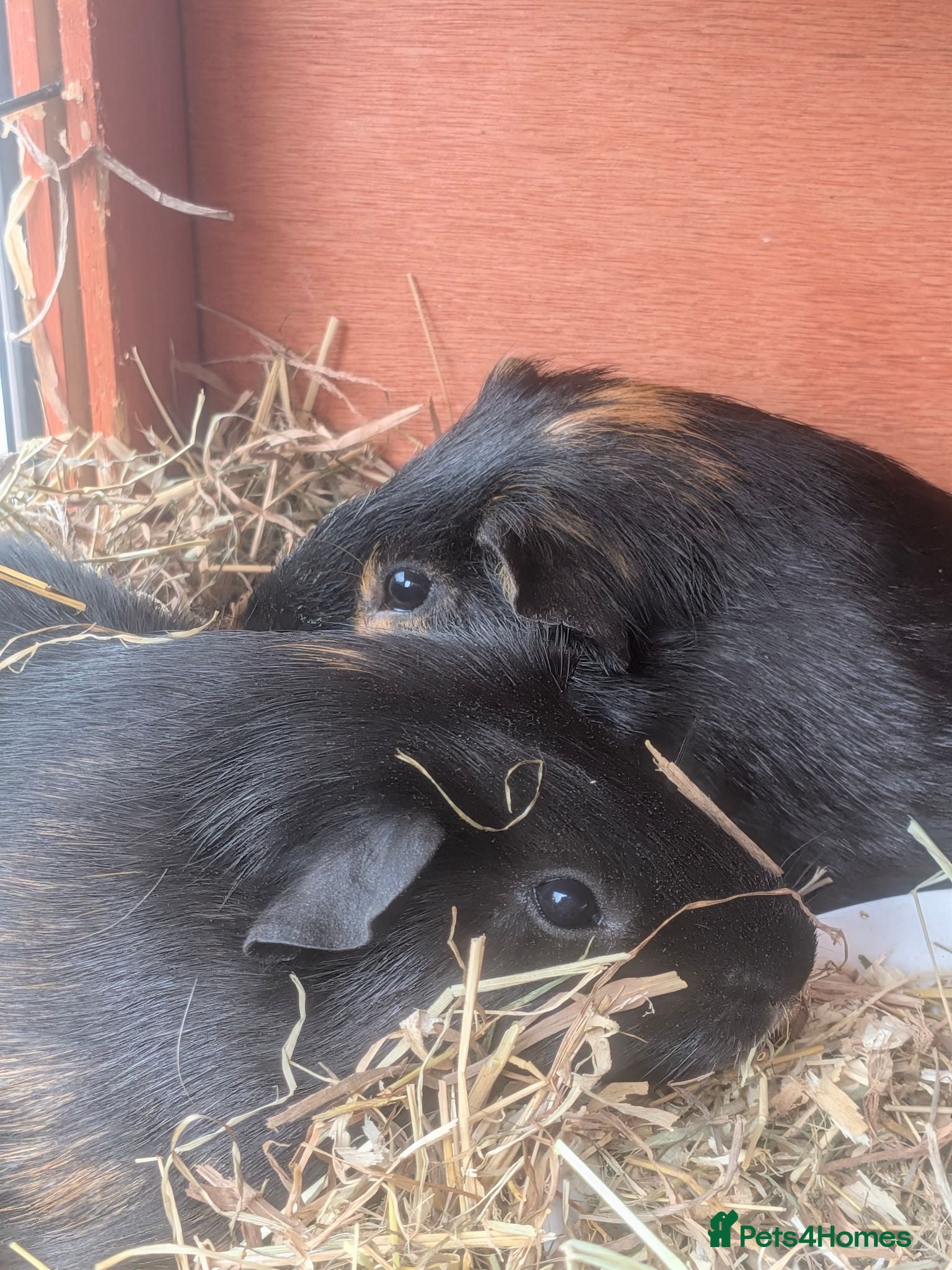 Guinea Pig rodents Only a pair of  bonded boys left  - Advert 15