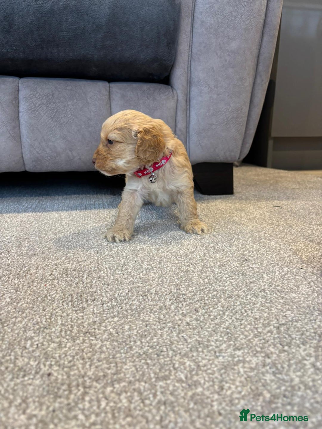 Cockapoo dogs for sale: Six stunning cockapoo puppies - Advert 35