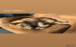 Japanese Shiba Inu dogs for sale: 1 year old shiba  - Image 3