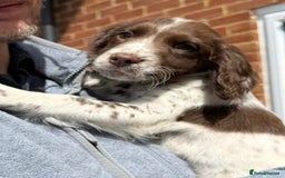 Cocker Spaniel dogs for sale: 7 month old male working cocker spaniel puppy - Image 8