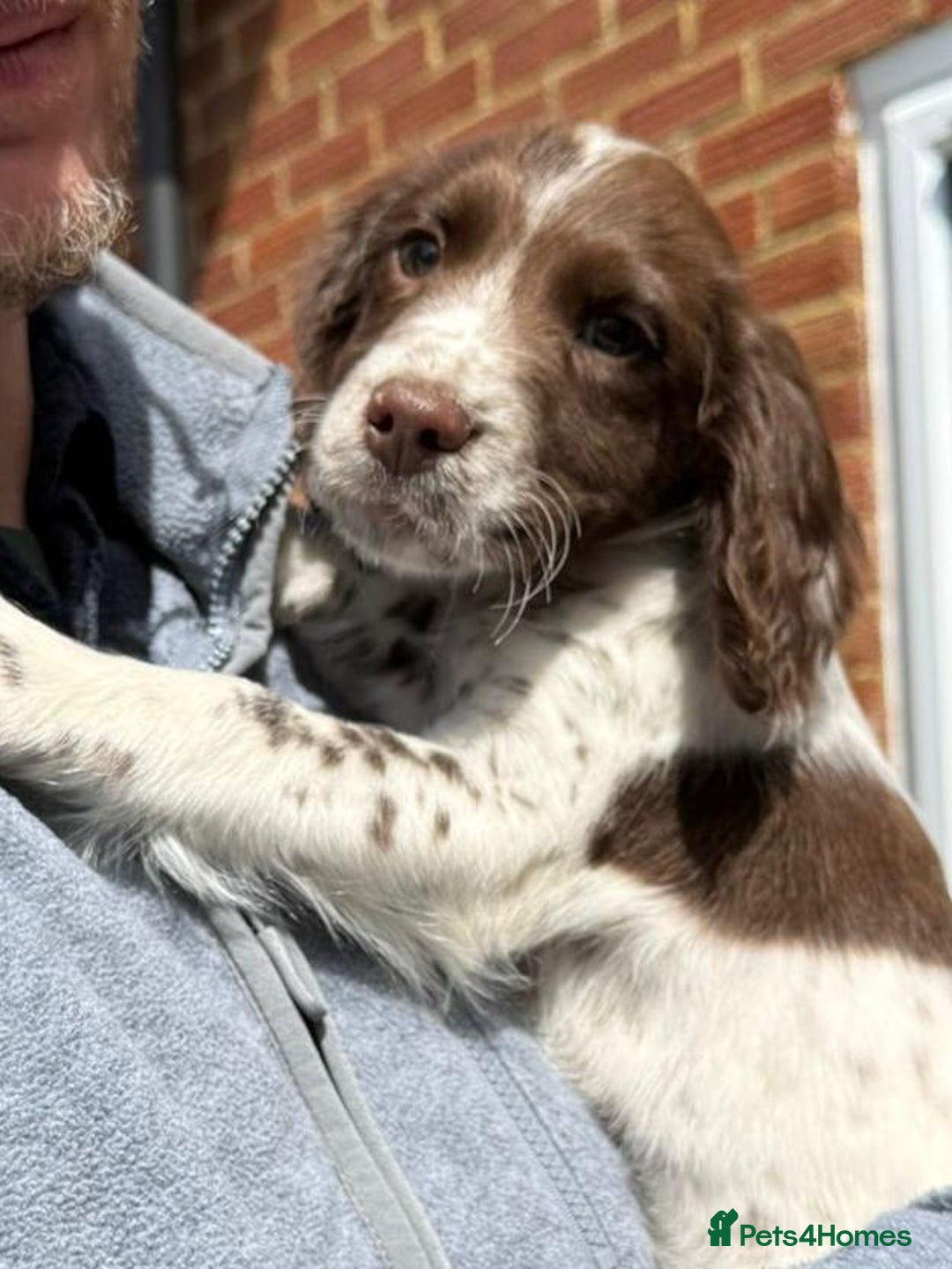 Cocker Spaniel dogs for sale: 7 month old male working cocker spaniel puppy - Image 8