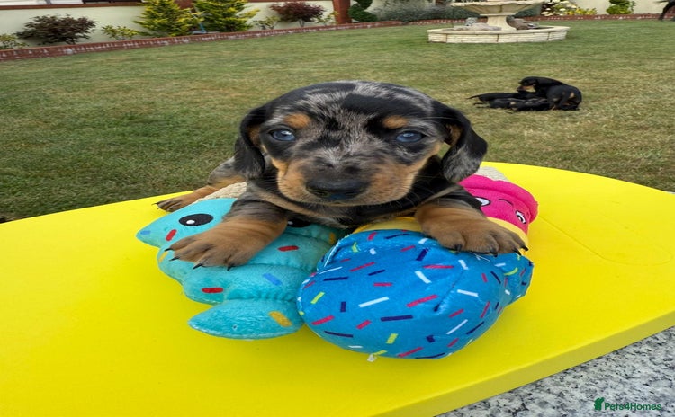 Miniature Dachshund dogs - Advert 2