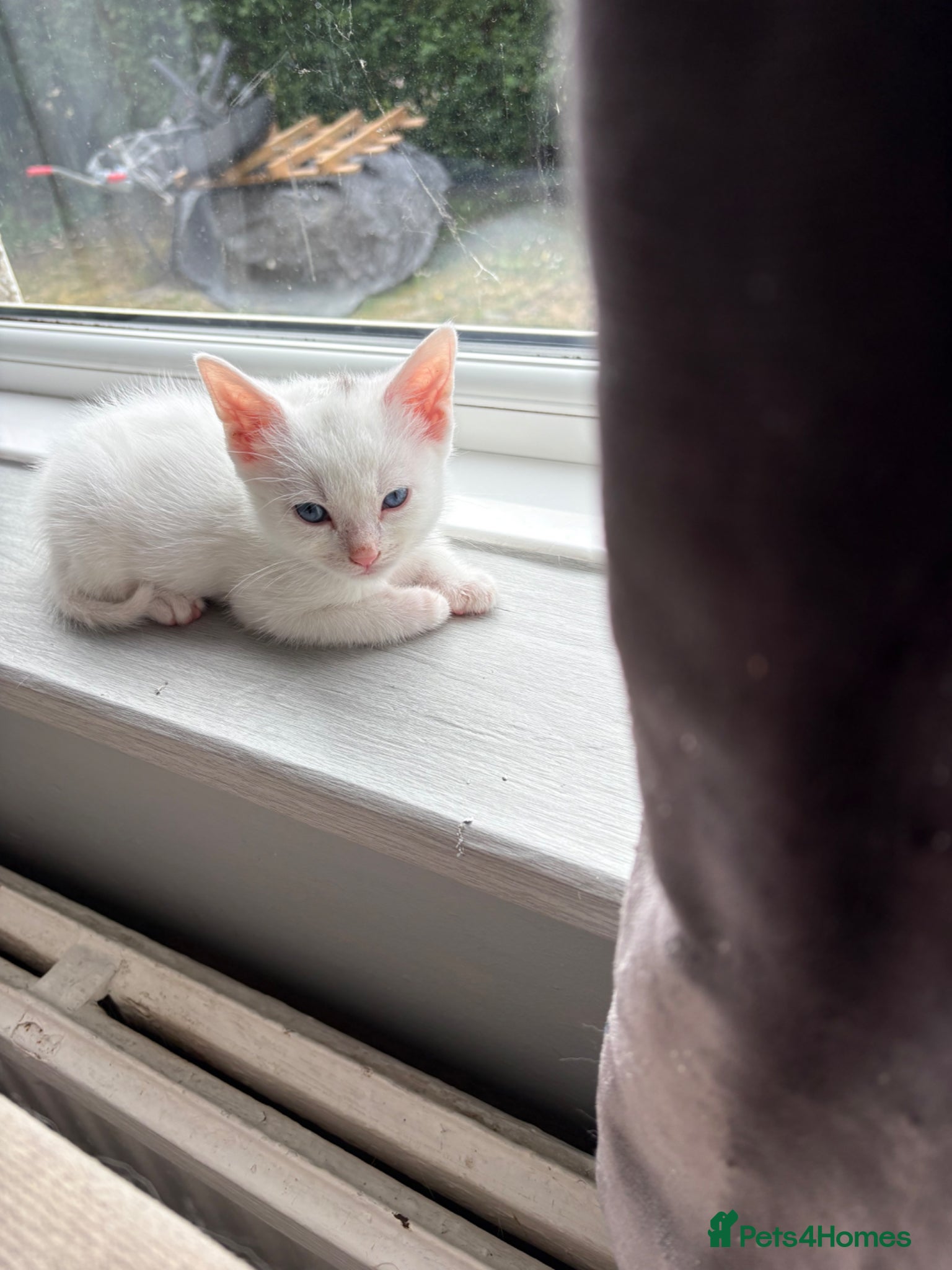 Mixed Breed cats for sale: 3 male kittens  in Letchworth Garden City - Advert 5