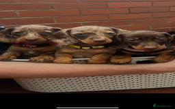Dachshund dogs for sale: READY TO GO Dachshund Puppies dapple+chocolate - Image 1