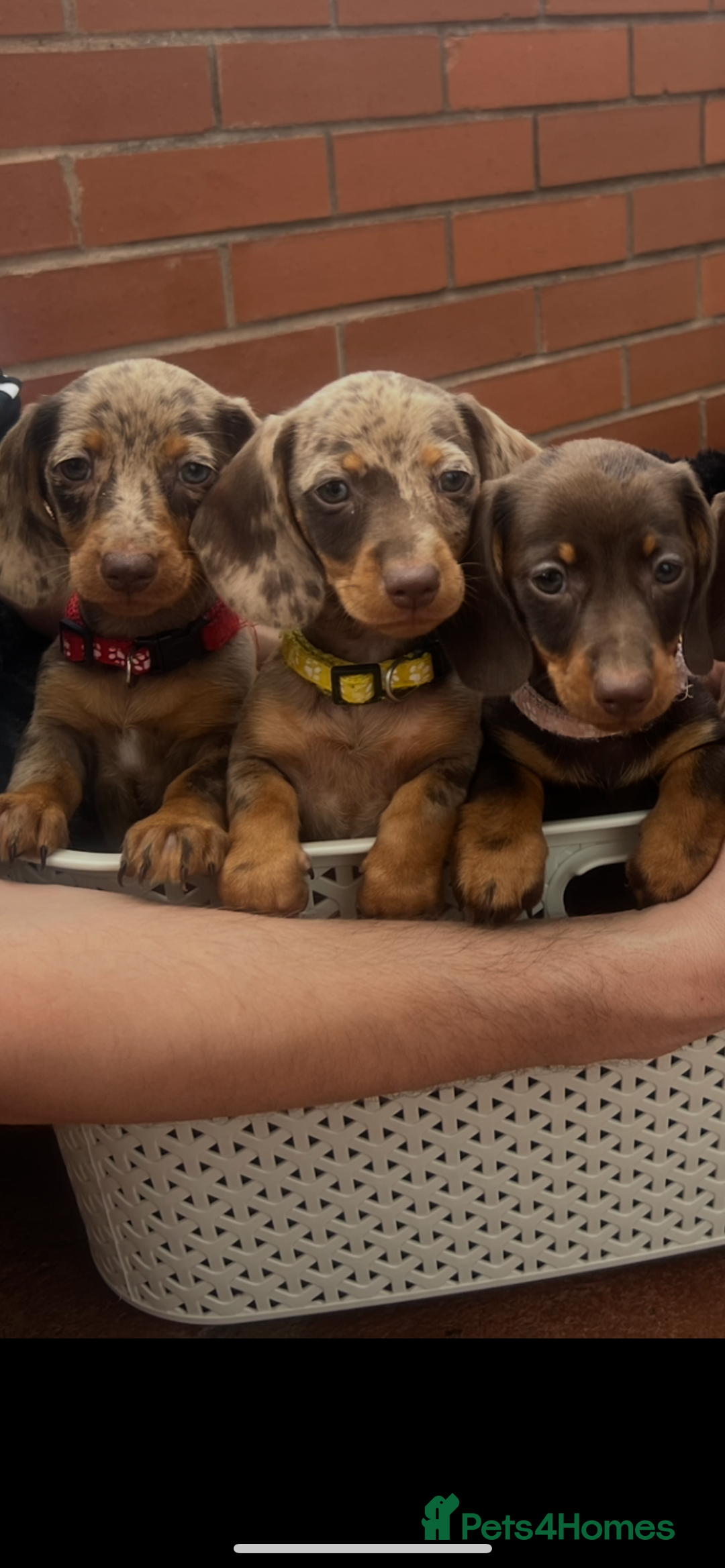 Dachshund dogs for sale: READY TO GO Dachshund Puppies dapple+chocolate - Image 1