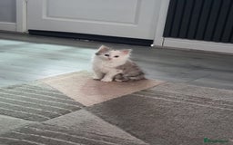 Persian cats for sale: Grey & White - Image 1