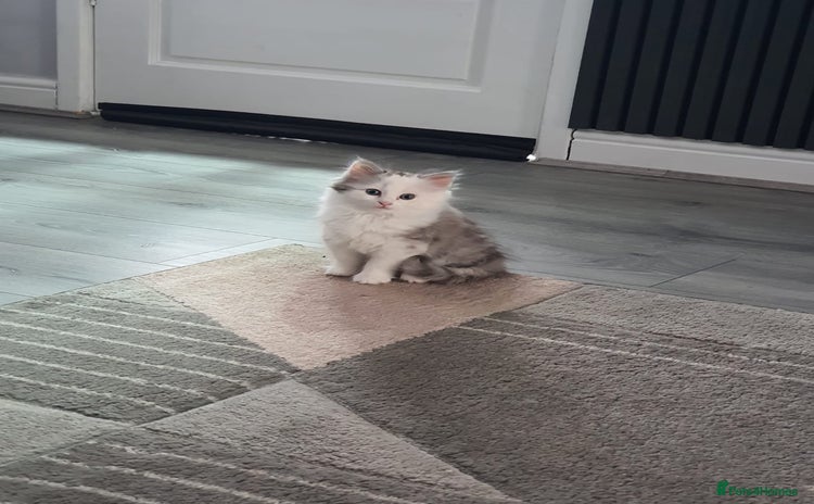 Persian cats - Advert 1