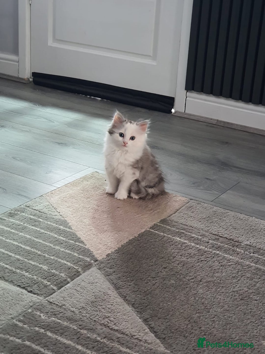 Persian cats for sale: Grey & White - Image 1