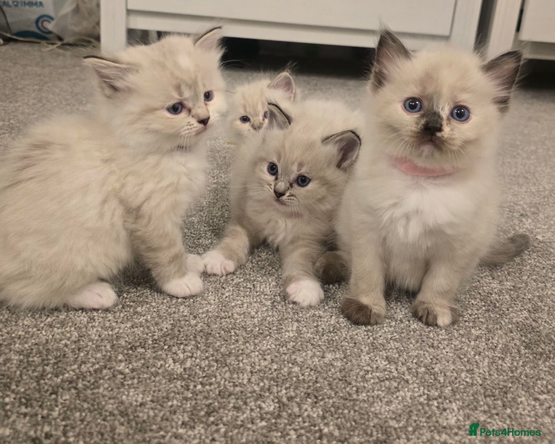 Ragdoll cats for sale: Ready 18th December 🤎 beautiful female ragdolls x - Advert 2
