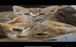 Bengal cats for sale: Beautiful Bengal x British short hair kittens! - Image 2