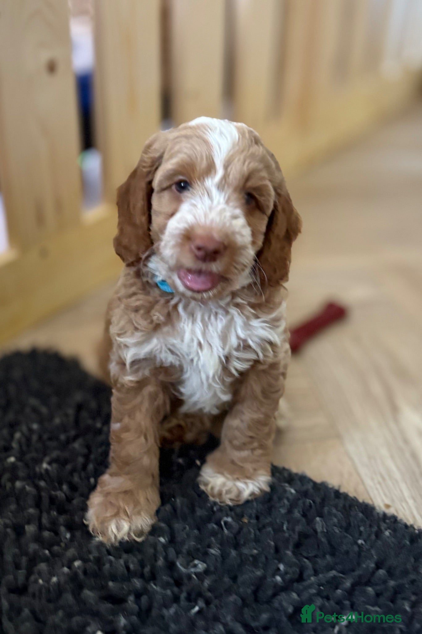 Australian Labradoodle dogs Multigen Australian Labradoodle - Advert 1