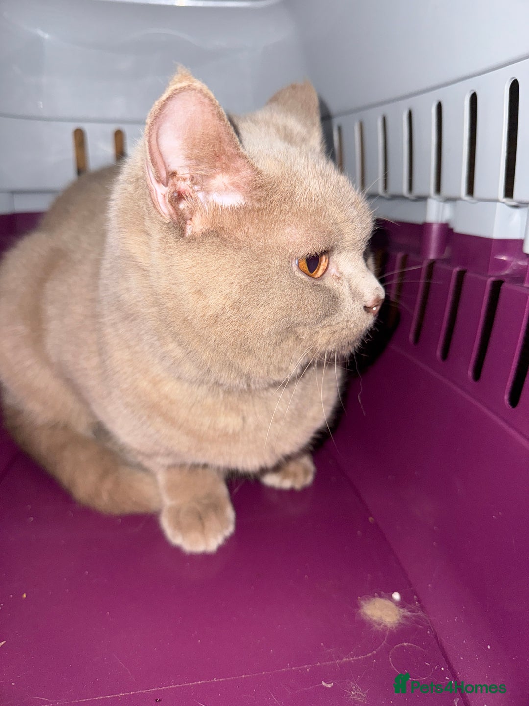 British Shorthair cats for sale: Fawn male British shorthair  - Advert 4