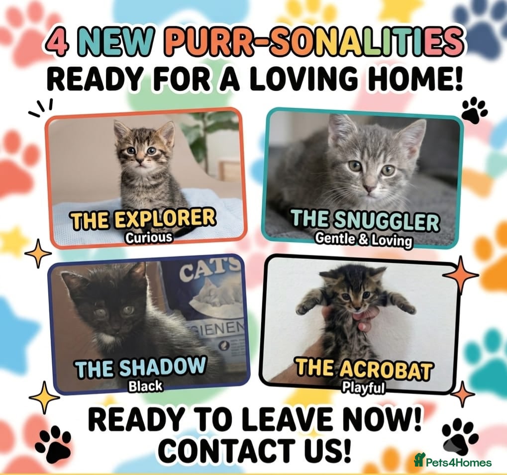 Mixed Breed cats Mixed tabby x 5 - Advert 2