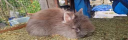 Lionhead rabbits for sale: Cute fluffy friendly lionhead babies-3boys 2girls  - Advert 6