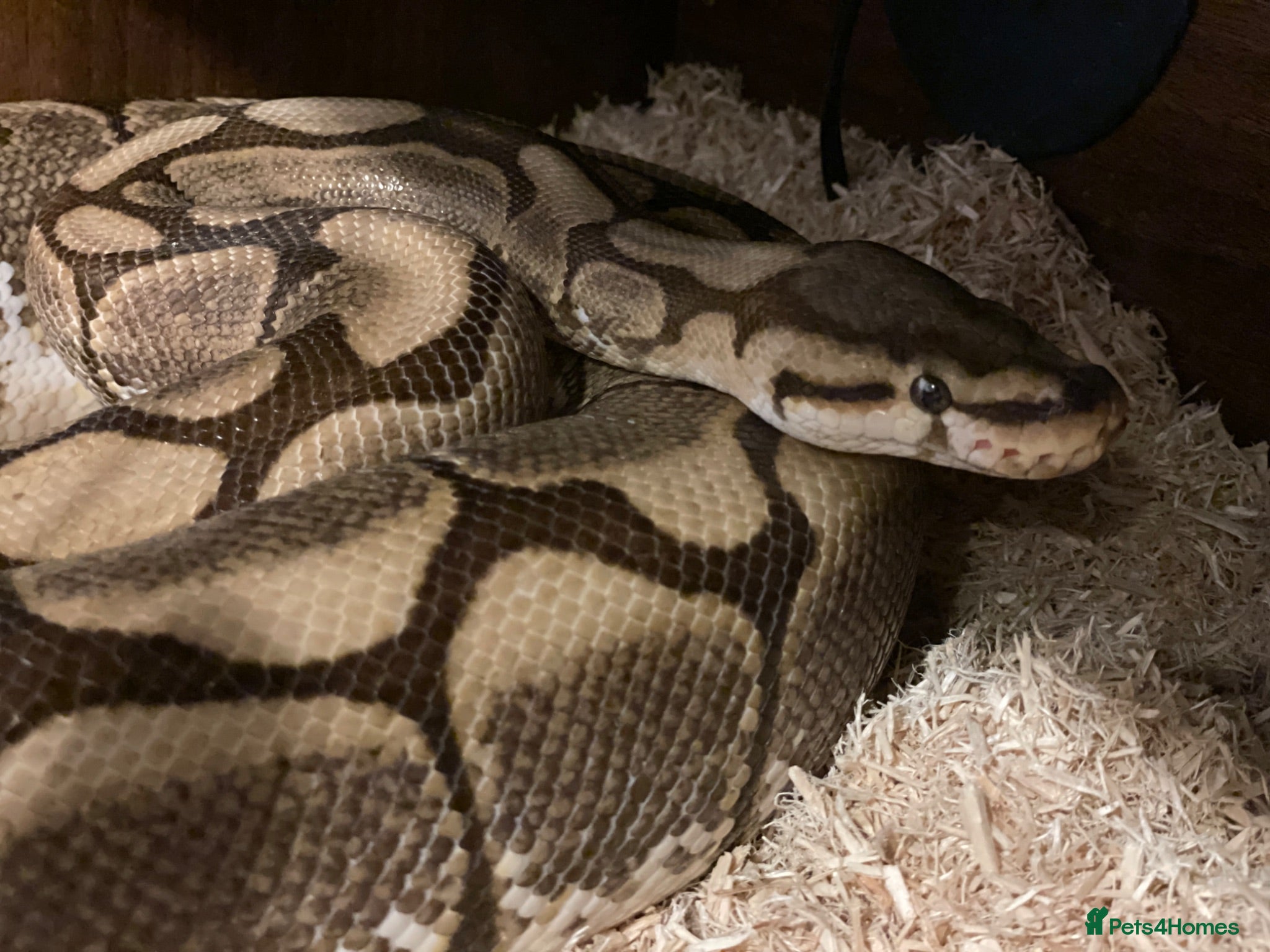 Python Snake reptiles Female spider ball python - Advert 1