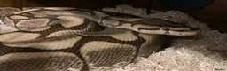 Python Snake reptiles for sale: Female spider ball python in Southend-on-Sea - Advert 1