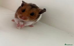 Hamster rodents for sale: Syrian hamster needing adoption  - Image 1