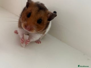 Hamster rodents - Advert 1