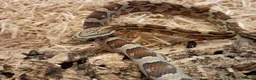 Corn Snake reptiles for sale: Beautiful, Captive-Bred Corn Snakes – DJL Exotics - Advert 12