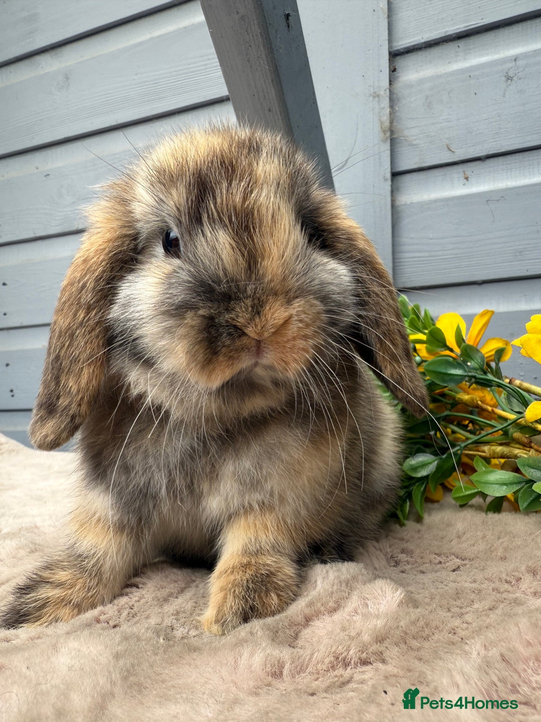 Mini Lop rabbits for sale: Stunning mini lop bunnies - Image 4