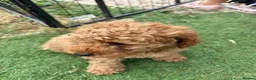 Toy Poodle dogs for sale: Stunning toy poodle puppies ready to leave now! - Advert 8