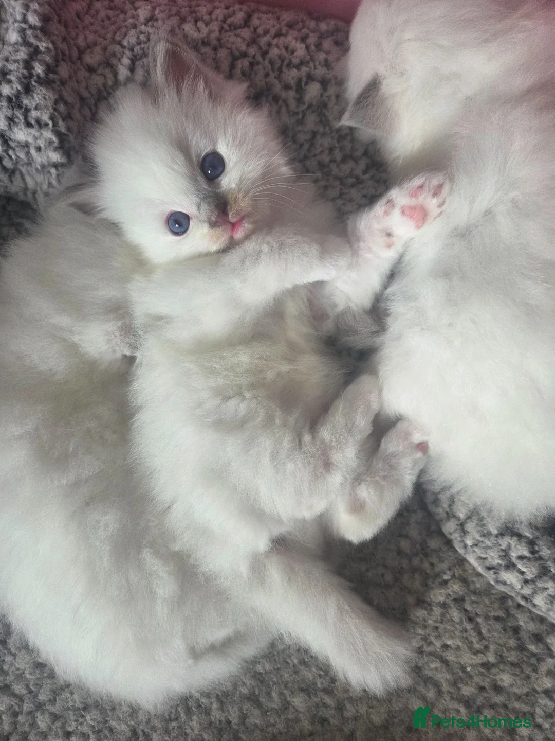 Ragdoll cats for sale: 4 Beautiful chunky ragdolls for sale - Advert 4