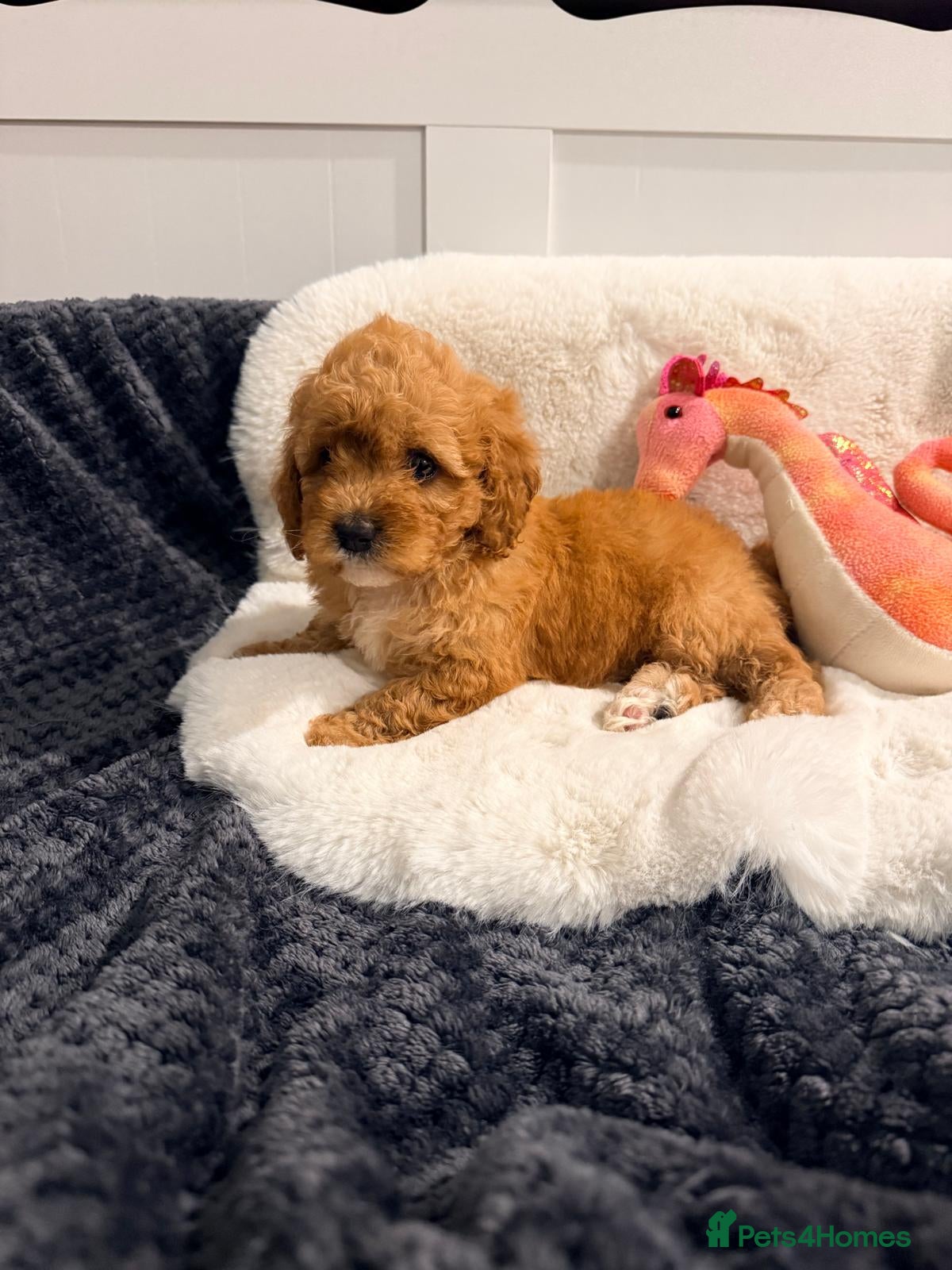Cavapoochon dogs Beautiful Cavapoochon Puppies For Sale Kent  - Advert 1