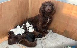 Sprocker dogs for sale: A beautiful litter 11 Sprocker Spaniel Puppies .   - Image 6