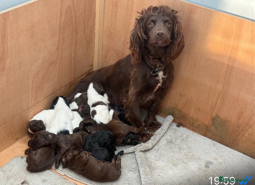 Sprocker dogs for sale: A beautiful litter 11 Sprocker Spaniel Puppies .   - Image 6