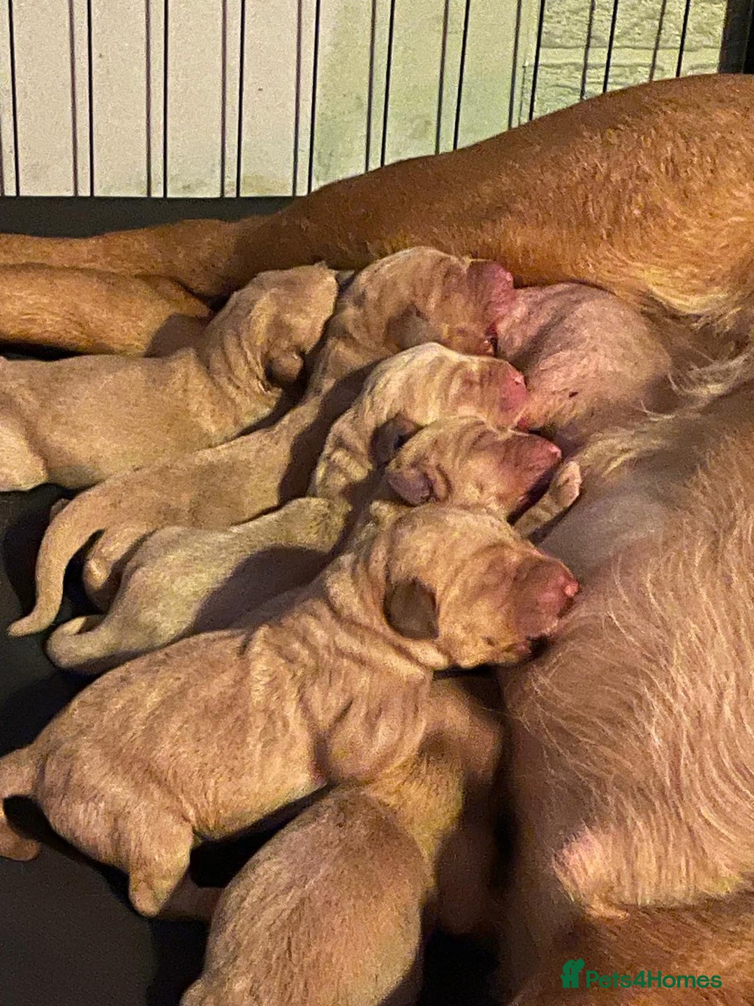 Labrador Retriever dogs for sale: 2 Labrador puppies for sale  - Image 3