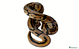 Python Snake reptiles for sale: Very sweet Leopard DH Candy Pied Ball Python  - Image 2