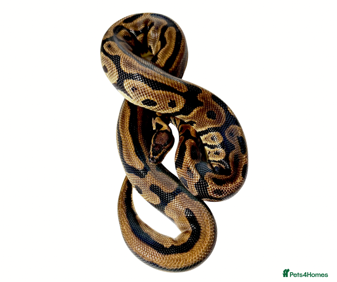 Python Snake reptiles for sale: Very sweet Leopard DH Candy Pied Ball Python  - Image 2