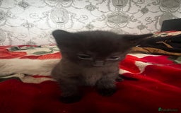 Siamese cats for sale: Mix cats tortoiseshell cat with Siamese cat  - Image 5