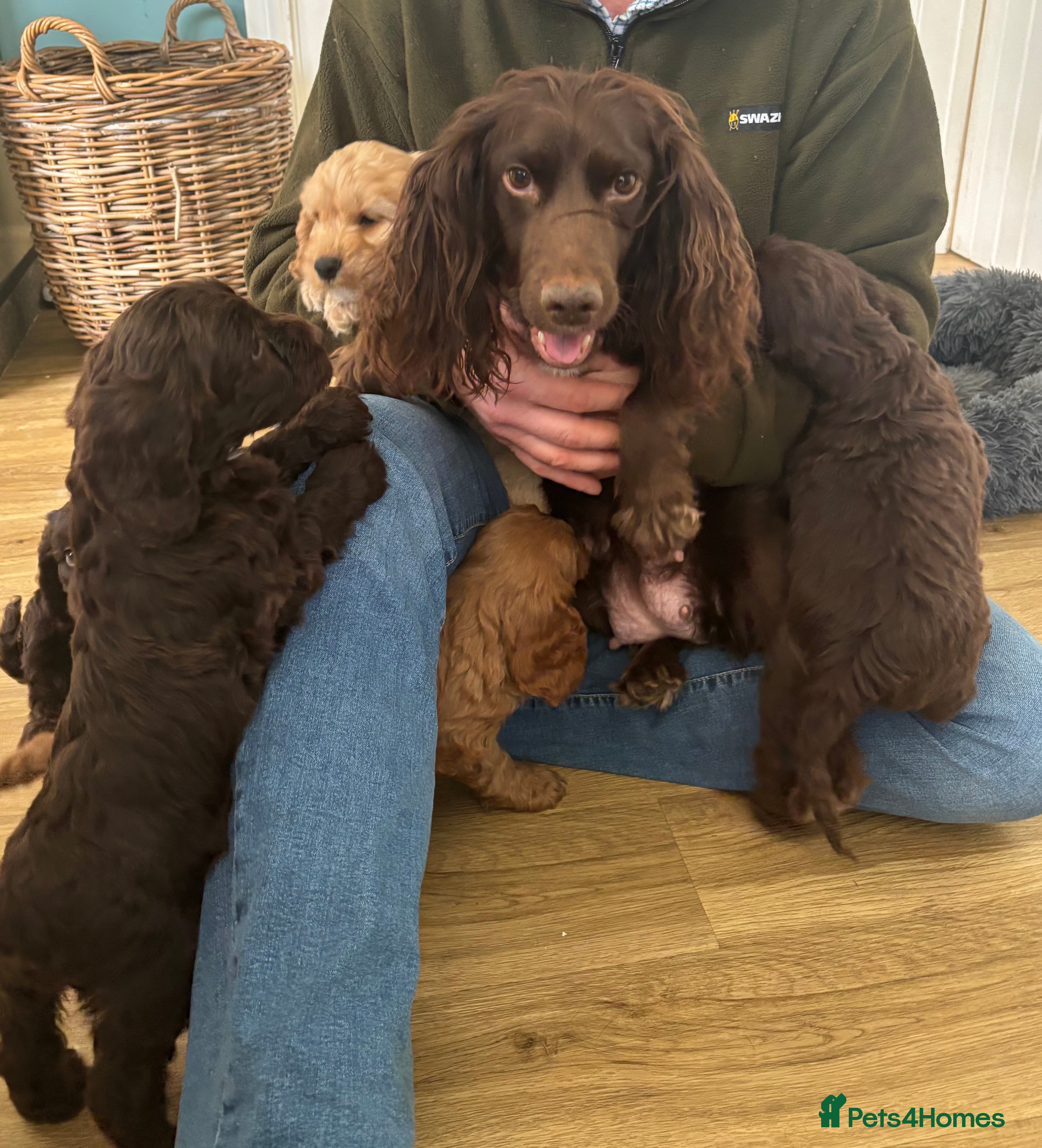 Cockapoo dogs Ready now-Gorgeous F1 Cockapoo puppies 🐾 - Advert 1