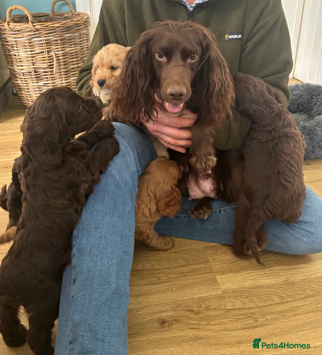 Cockapoo dogs for sale: Ready now-Gorgeous F1 Cockapoo puppies 🐾 - Advert 1