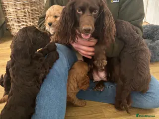 Cockapoo dogs Ready now-Gorgeous F1 Cockapoo puppies 🐾 - Advert 1