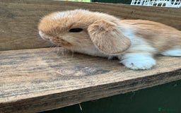 Mini Lop rabbits for sale: MINI LOP BUNNIES / PEDIGREE  - Image 21