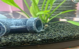 Plecos fish for sale: Baby Bristlenos Plecos - Image 4
