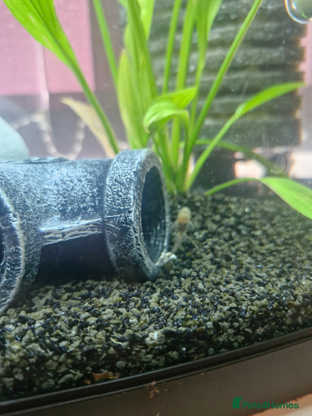 Plecos fish for sale: Baby Bristlenos Plecos - Image 4