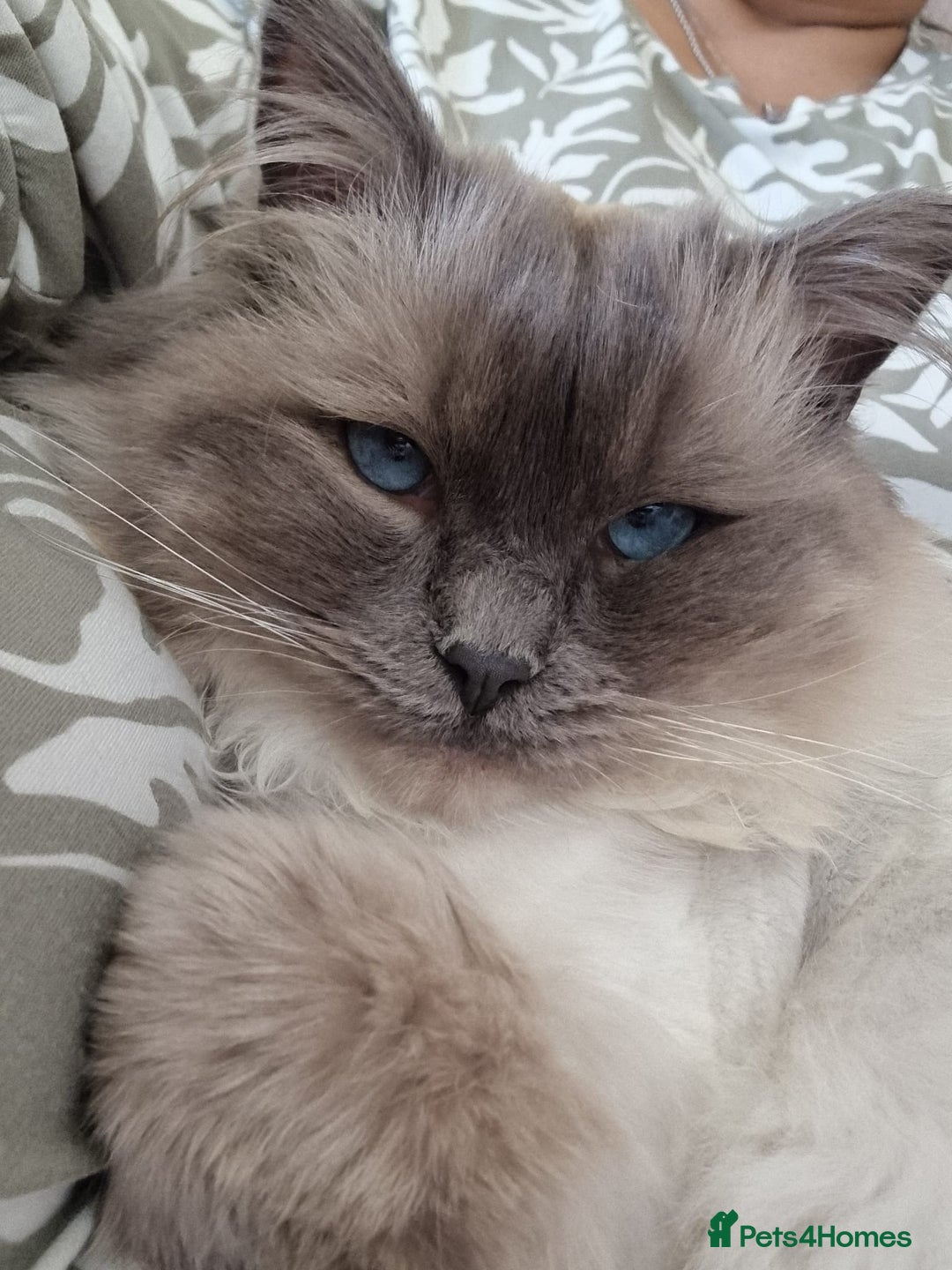 Ragdoll cats for sale: Ragdoll female (Snowy) - Advert 1