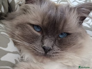 Ragdoll cats Ragdoll female (Snowy) - Advert 1